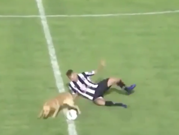 Dog Invades Soccer Pitch, Lays Down Best Slide Tackle Of The Game